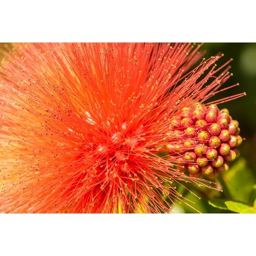 Caribbean-Trinidad-Asa Wright Nature Center Mimosa blossom and buds close-up
